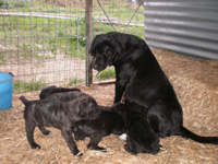 cucciolata cane corso